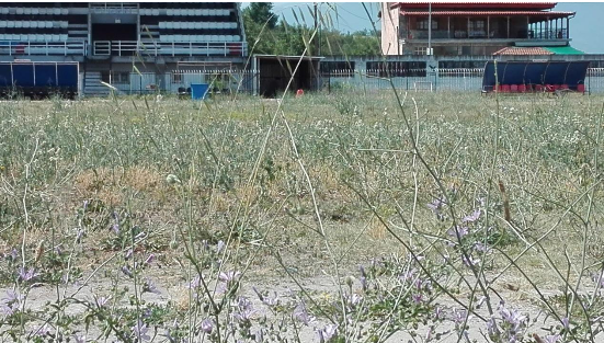Αποτέλεσμα εικόνας για Η ΣΚΥΔΡΑ ΤΟΥ ΑΘΛΗΤΙΣΜΟΥ ΚΑΙ ΤΟΥ ΠΟΛΙΤΙΣΜΟΥ 2017