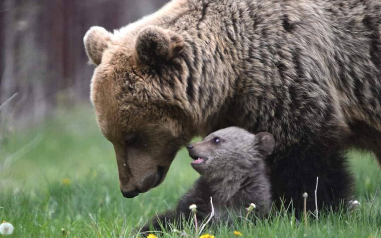 Τι συμβαίνει με τις νεκρές αρκούδες στη Βόρεια Ελλάδα