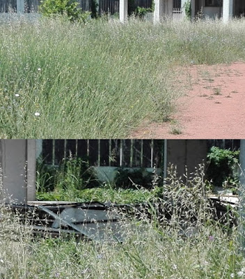 Αποτέλεσμα εικόνας για Η ΣΚΥΔΡΑ ΤΟΥ ΑΘΛΗΤΙΣΜΟΥ ΚΑΙ ΤΟΥ ΠΟΛΙΤΙΣΜΟΥ 2017