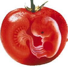 Αποτέλεσμα εικόνας για Γενετικά Τροποποιημένων Οργανισμών