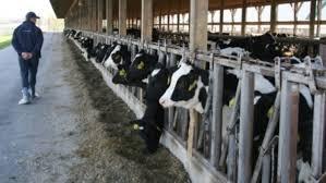 Αποτέλεσμα εικόνας για αφθώδης πυρετός