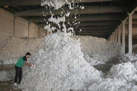 Αποτέλεσμα εικόνας για Διεπαγγελματική Οργάνωση Βάμβακος