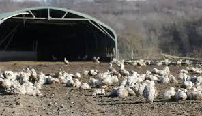 Αποτέλεσμα εικόνας για Τμήμα Κτηνιατρικής της ΔΑΟΚ ΠΕ Πέλλας