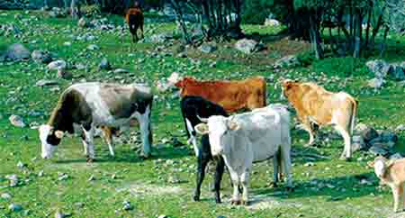 Αποτέλεσμα εικόνας για Αυτόχθονων φυλών αγροτικών ζώων