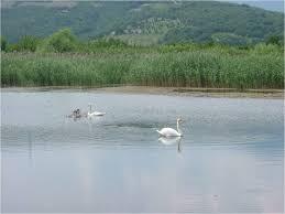 Αποτέλεσμα εικόνας για «νεοSOS»