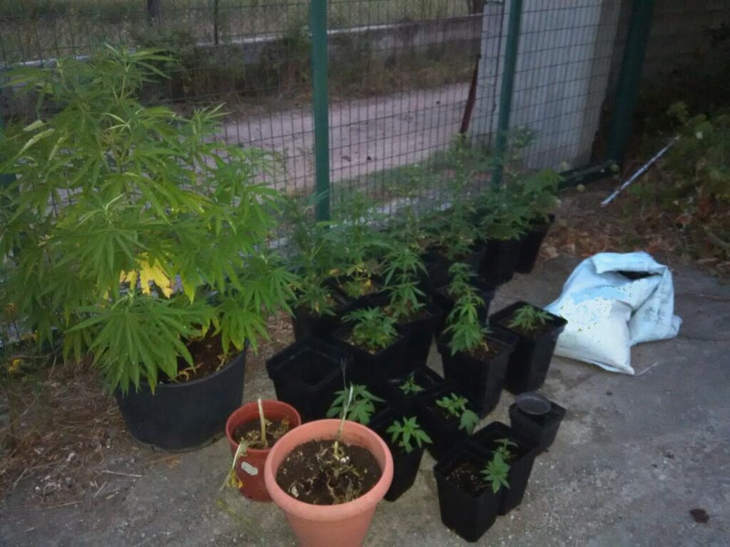 Αποτέλεσμα εικόνας για διακίνηση και την καλλιέργεια κάνναβης