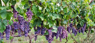 Αποτέλεσμα εικόνας για αμπελουργίας και οινοποιεία